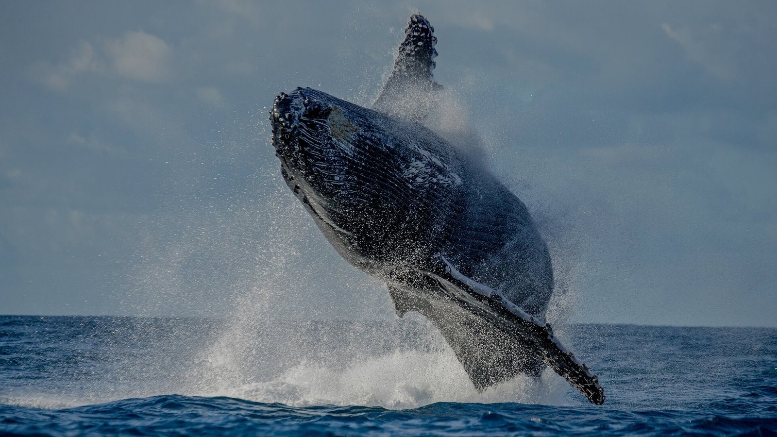 Story Of Mahauki Shark