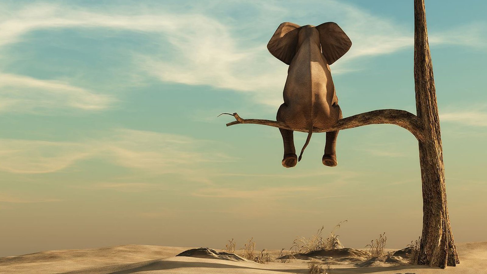 Kimu-The pet elephant